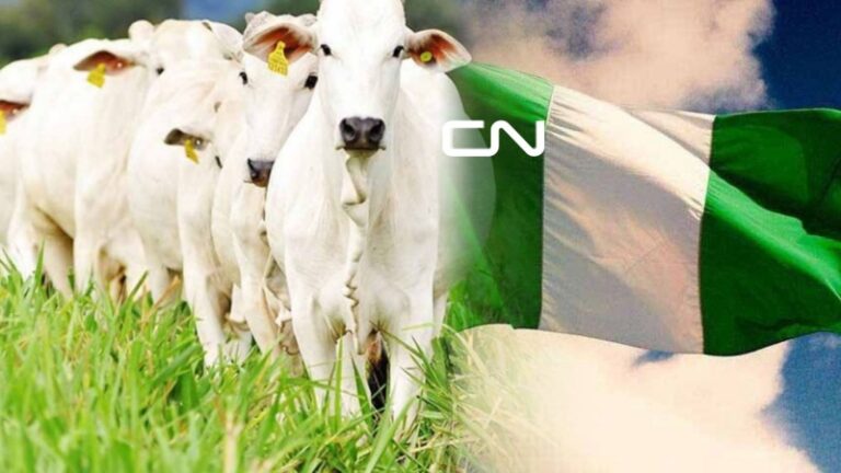 Nigéria vai importar produtos da pecuária brasileira