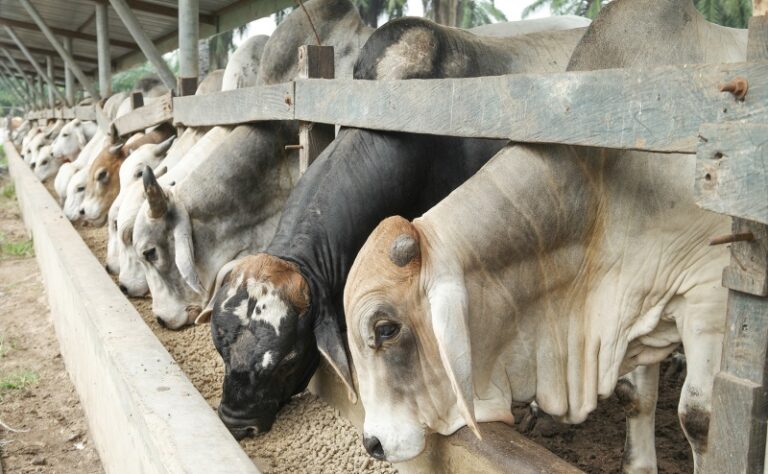 Pneumonia é vilã do bem-estar dos bovinos nos períodos de baixa temperatura