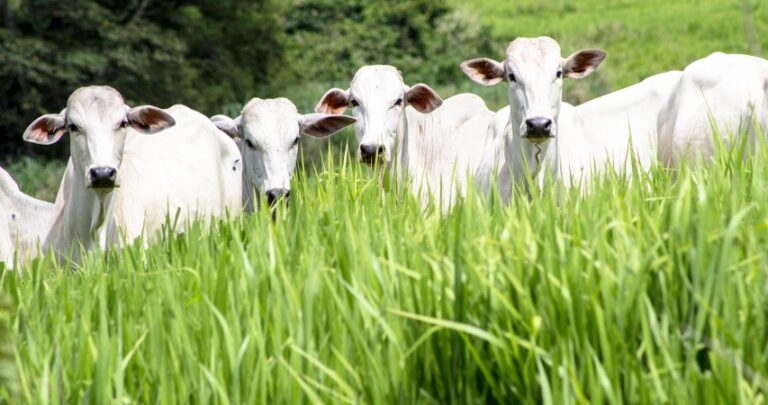 Suplementação adequada, quantidade e qualidade do pasto definem o desempenho na engorda de bovinos a pasto