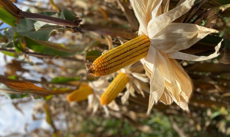 Bioativação ajuda agricultores no manejo de doença transmitida por cigarrinha (Dalbulus maidis) na cultura do milho