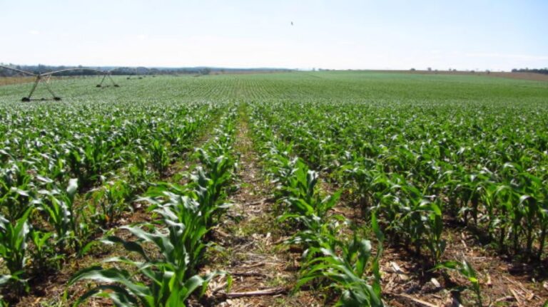 Doenças foliares podem comprometer a produtividade do milho em todas as etapas do cultivo 