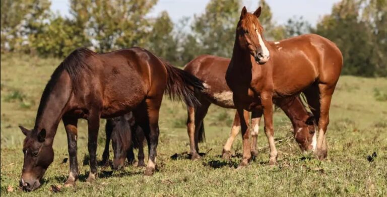 Ração envenenada causa morte mais de 240 cavalos em diversas regiões