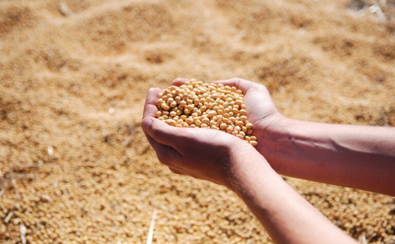 Tratamento de sementes contribui para proteção dos cultivos e aumento da produtividade em meio aos desafios climáticos